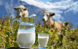 Тревога в молочном секторе